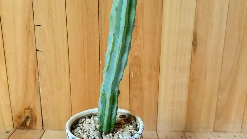 Planta Cactus Con Maceta De Cerámica Floreada