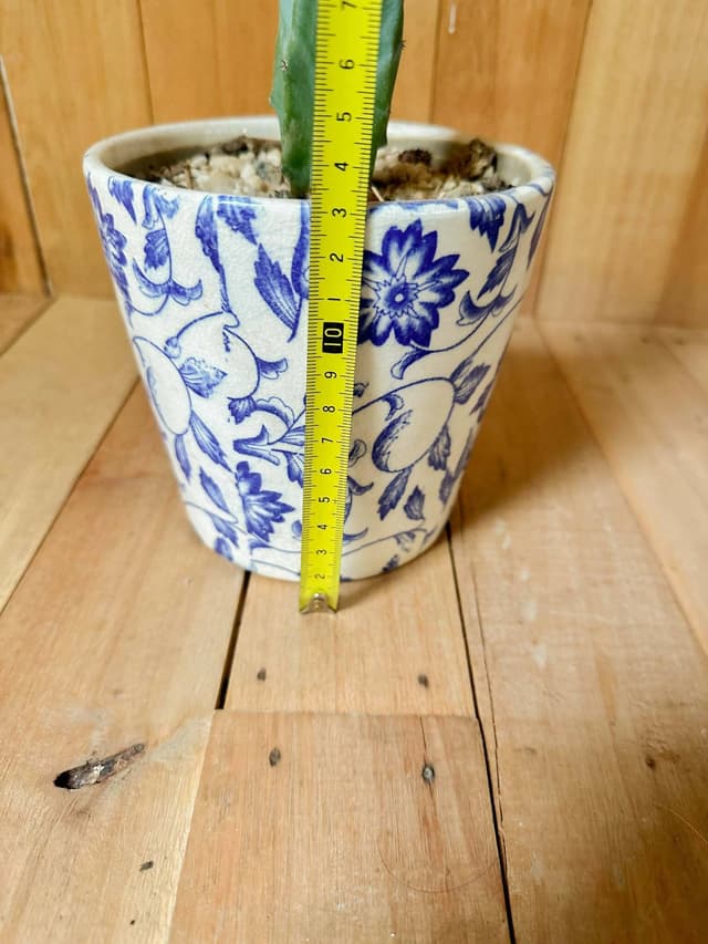 Planta Cactus Con Maceta De Cerámica Floreada — foto 3