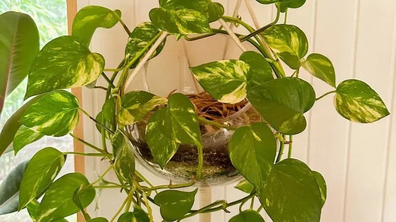 Planta Potus En Maceta Colgante Tipo Pecera - Para Decoración O Set De Filmación