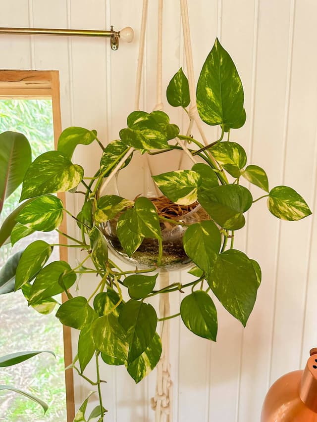 Planta Potus En Maceta Colgante Tipo Pecera - Para Decoración O Set De Filmación — foto 2