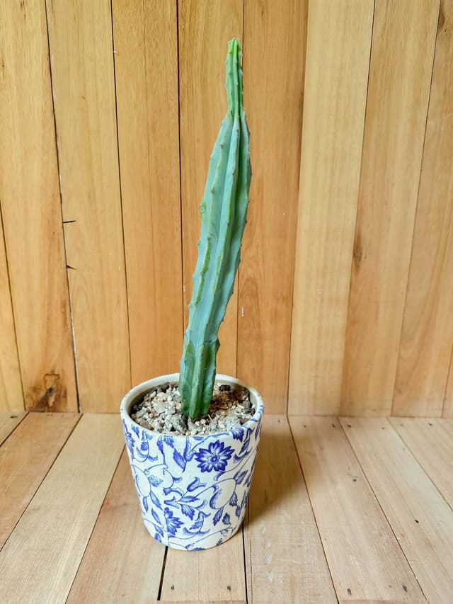 Planta Cactus Con Maceta De Cerámica Floreada — foto 2