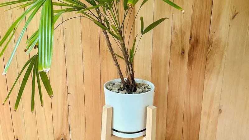 Planta Tipo Palmera - Para Decoración O Set De Filmación