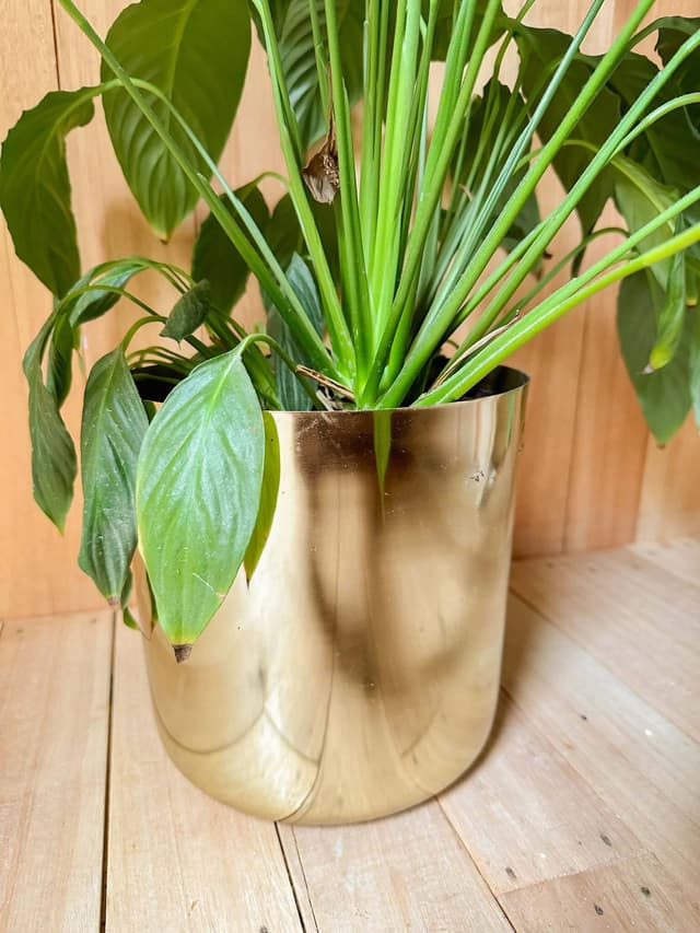 Planta Lirio En Maceta Dorada - Para Decoración O Set De Filmación — foto 3