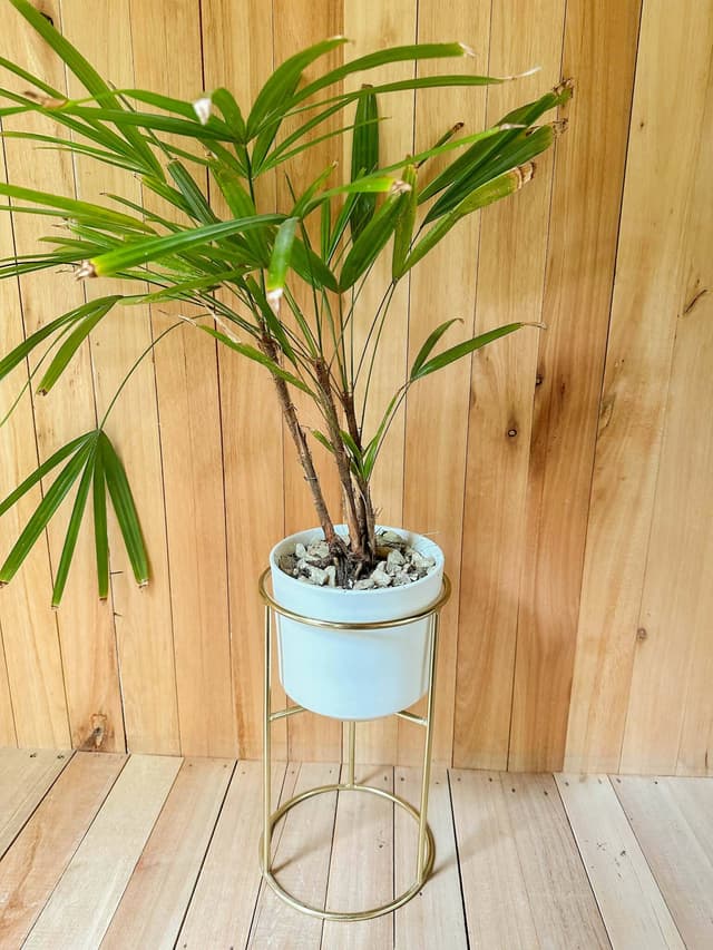 Porta Macetas Dorado - Para Decoración O Set De Filmación — foto 2
