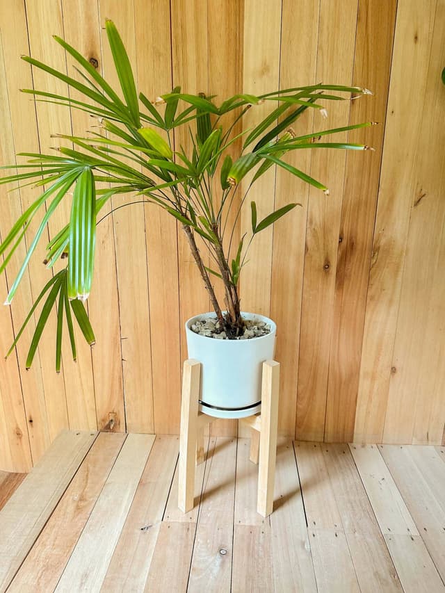 Planta Tipo Palmera - Para Decoración O Set De Filmación — foto 2