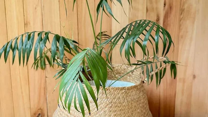 Planta Areca En Canasto De Mimbre