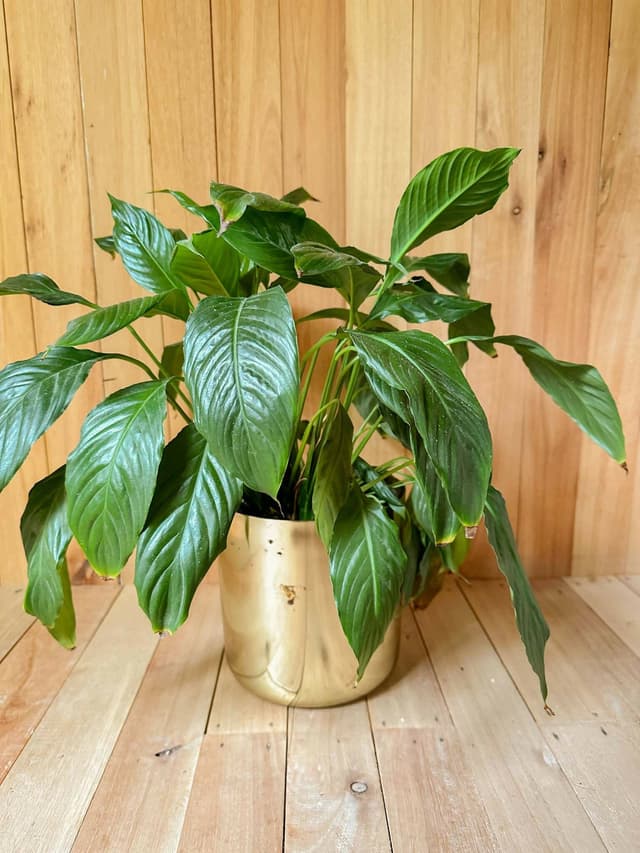 Planta Lirio En Maceta Dorada - Para Decoración O Set De Filmación — foto 2