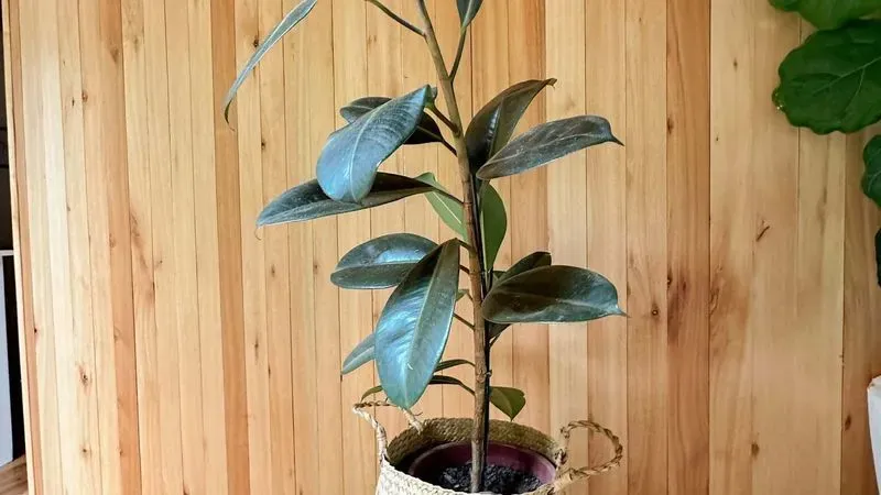 Planta Gomero En Maceta De Plástico - Para Decoración O Set De Filmación
