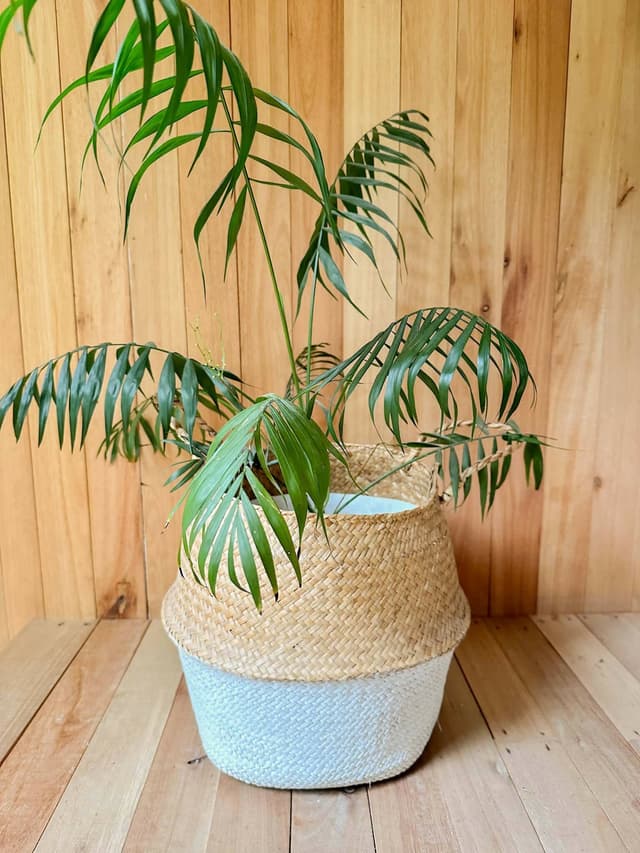 Planta Areca En Canasto De Mimbre — foto 2