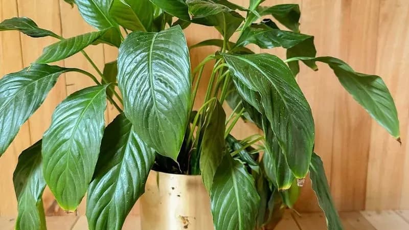 Planta Lirio En Maceta Dorada - Para Decoración O Set De Filmación
