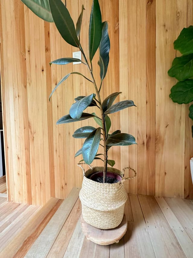 Planta Gomero En Maceta De Plástico - Para Decoración O Set De Filmación — foto 2
