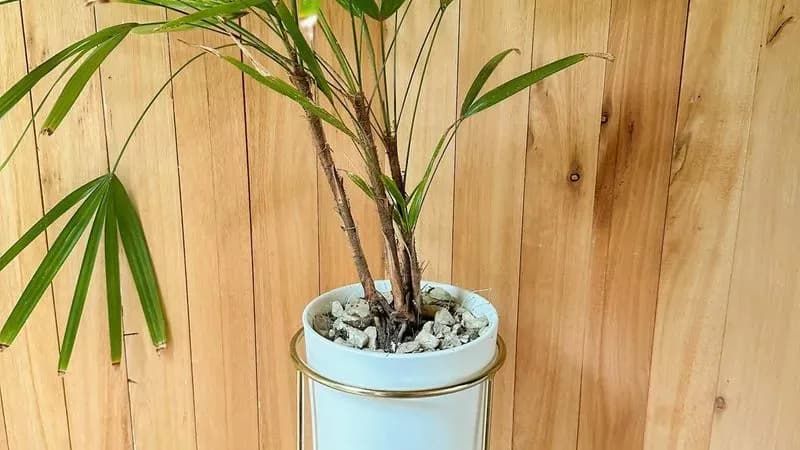 Porta Macetas Dorado - Para Decoración O Set De Filmación