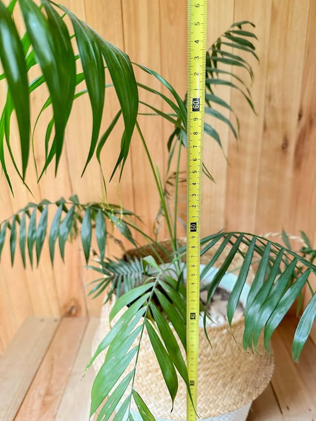 Planta Areca En Canasto De Mimbre — foto 3